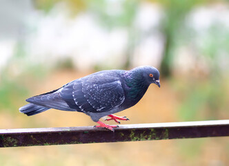 Funny Pigeon bird sitting on balcony railing outdoors.