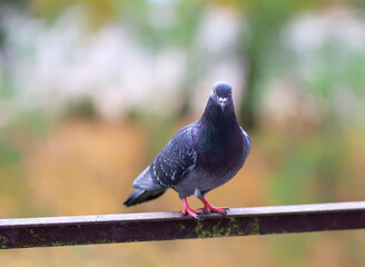 Funny Pigeon bird sitting on balcony railing outdoors.