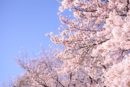 満開の桜と青空