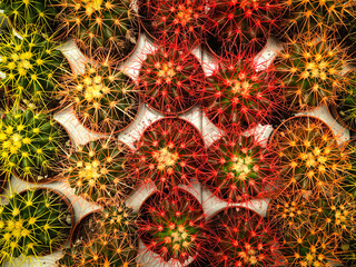 many cacti in plant store / miniature cactus plants -