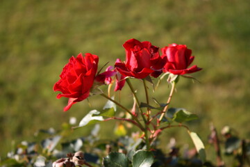 Nahaufnahme von roten Rosen in der Morgensonne
