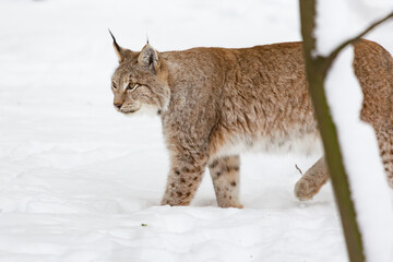 Eurasian bobcat Lynx lynx finding its path in snow-covered winter landscape