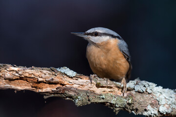 A (eurasian) nuthatch sitting on a rotten branch