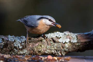 Eurasian nuthatch on a bird table with a raisin