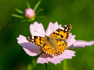 Painted Lady butterfly feeding from flower 17