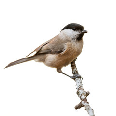 A marsh tit on a branch isolated on white background