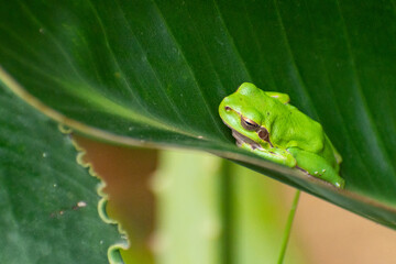 green frog on banano leaf