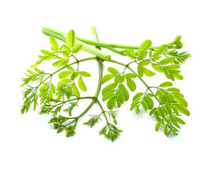 Moringa leaves have medicinal properties. top view