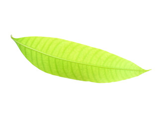 Obraz premium Fresh green plum mango leaves isolate on a white background.