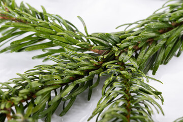 Naklejka premium Fir tree branch isolated on white, macro