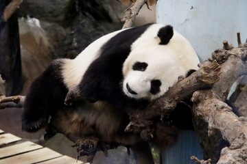 Giant panda Xing Ya is lazily sleeping in a tree at Ouwehands Zoo in Rhenen