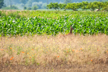 Fototapeta na wymiar View on a roe deer in a wheat field