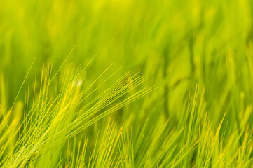 Closeup of a blurry wheat field.