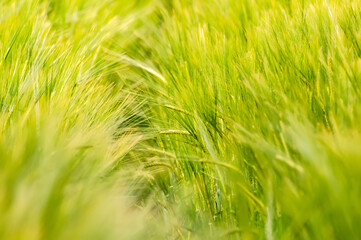 Closeup of a blurry wheat field.