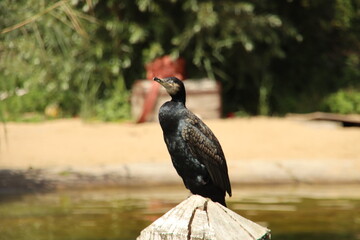 Cormorant is looking for fish in the enclosure of the Seals of Ouwehands Zoo in Rhenen