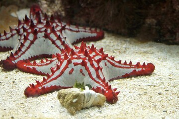 Red white starfish on the bottom of the water