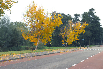 Brown, red, yellow and orange leaves on trees, hedges and the ground during Fall