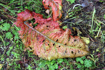 Brown, red, yellow and orange leaves on trees, hedges and the ground during Fall