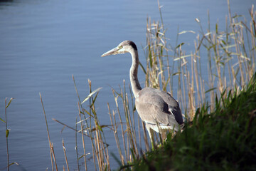 Heron along the side of the water searching for fish or frog