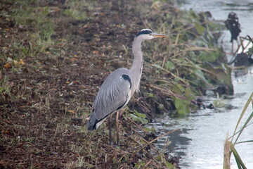 Heron along the side of the water searching for fish or frog