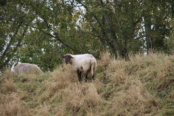 Sheep grazes on a slope along the A20 motorway in Nieuwerkerk aan den IJssel