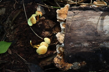 Hypholoma fasciculare, commonly known as the sulphur tuft or clustered woodlover