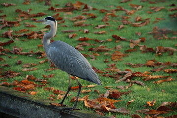 Heron along the side of the water searching for fish or frog