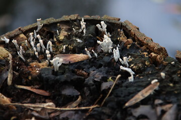 Xylaria hypoxylon is a species of fungus in the genus Xylaria.