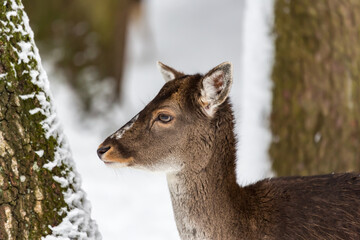 Female fallow deer Dama dama portrait in snow-covered winter landscape