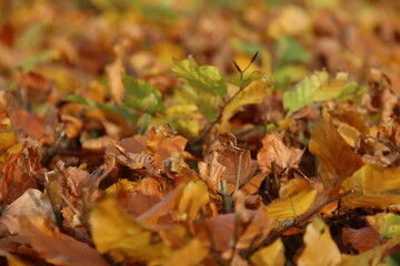 Brown, red, yellow and orange leaves on trees, hedges and the ground during Fall