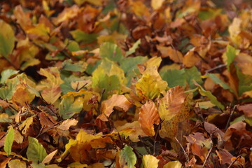 Colored leaves of the beech hedge illuminated by the sunlight during the fall