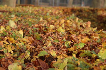 Colored leaves of the beech hedge illuminated by the sunlight during the fall