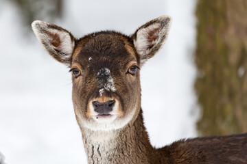 Female fallow deer Dama dama portrait in snow-covered winter landscape