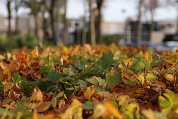 Colored leaves of the beech hedge illuminated by the sunlight during the fall
