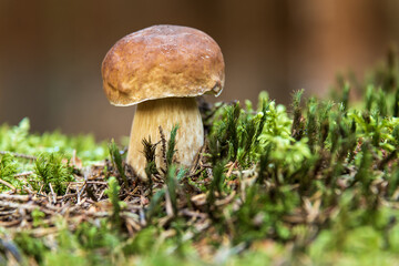 Small Boletus edulis in forest.