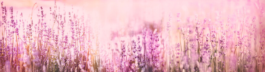 Selective and soft focus on lavender flowers, beautiful lavender flower in flower garden 