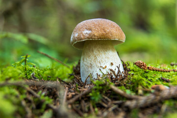 Small Boletus edulis in forest.