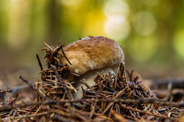 Small Boletus edulis in forest.