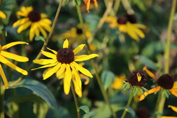Rudbeckia is a plant genus in the Asteraceae or composite family.