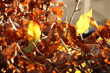 Colored leaves of the beech hedge illuminated by the sunlight during the fall