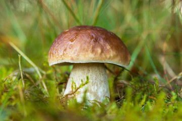 Small Boletus edulis in forest.