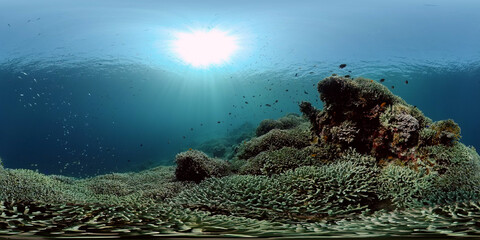 Naklejka na ściany i meble Colourful tropical coral reef. Scene reef. Marine life sea world. Philippines. Virtual Reality 360.