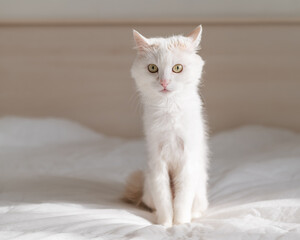 White fluffy cat sits on the bed
