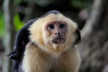 wild Cappuchin Monkey  with baby in Costa Rica