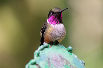 Hummingbird Costa Rica