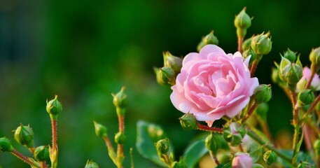 Delicate pink rose with buds in the garden close-up
