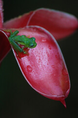 glass frog in Costa Rica