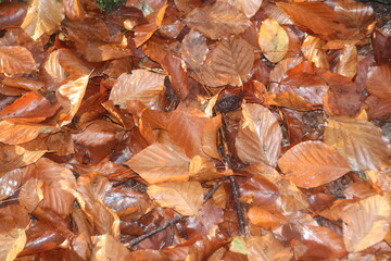 Brown, red, yellow and orange leaves on trees, hedges and the ground during Fall