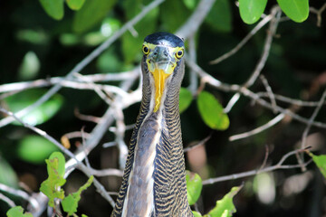 Tiger bittern bird