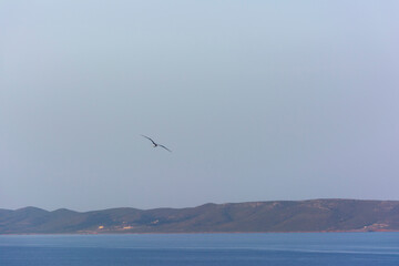 Fototapeta na wymiar Flying seagull on the blue sky